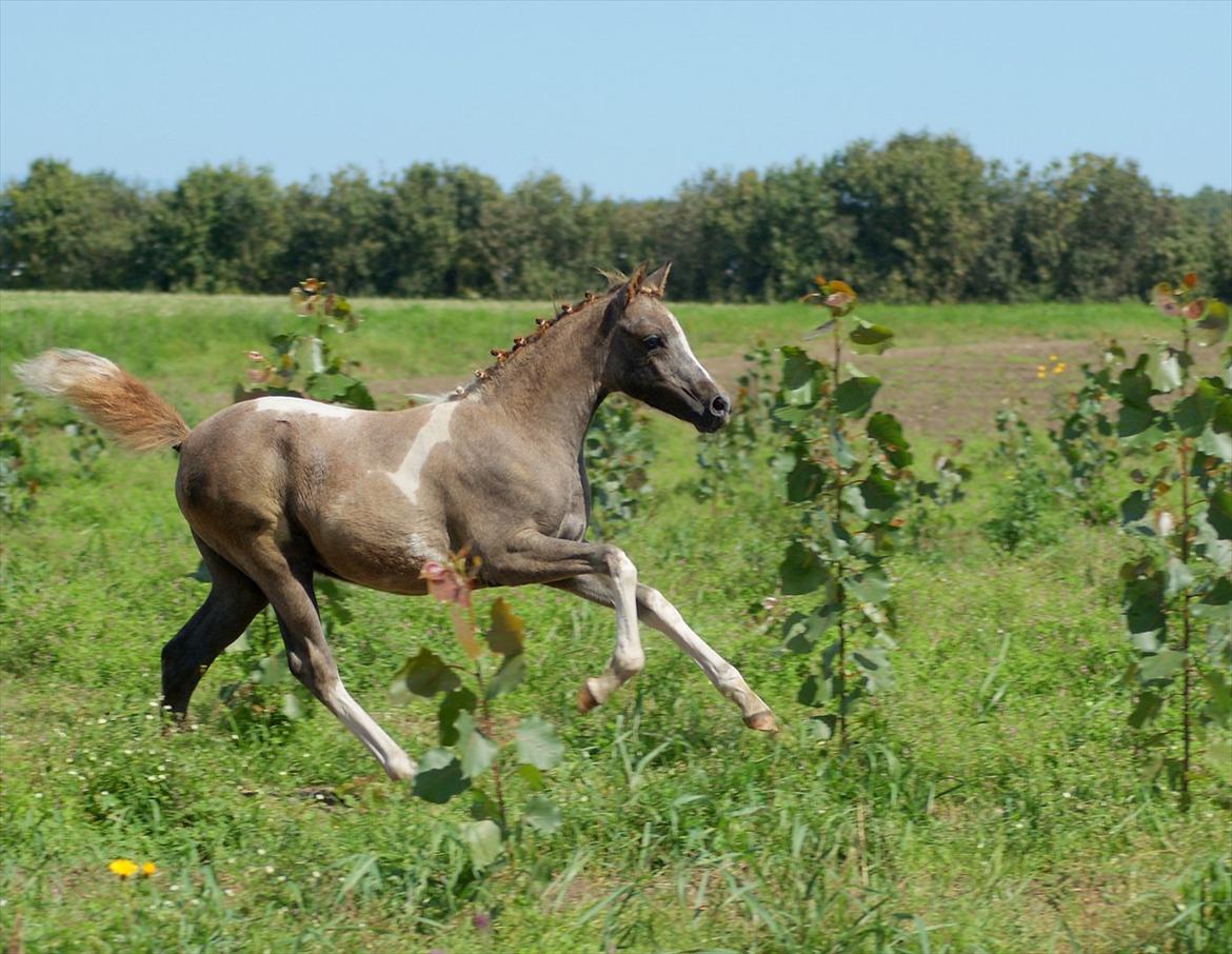 Pinto Extassie Vildal *SOLGT* - Extassie 2 mdr. gammel - fin og flettet. billede 12