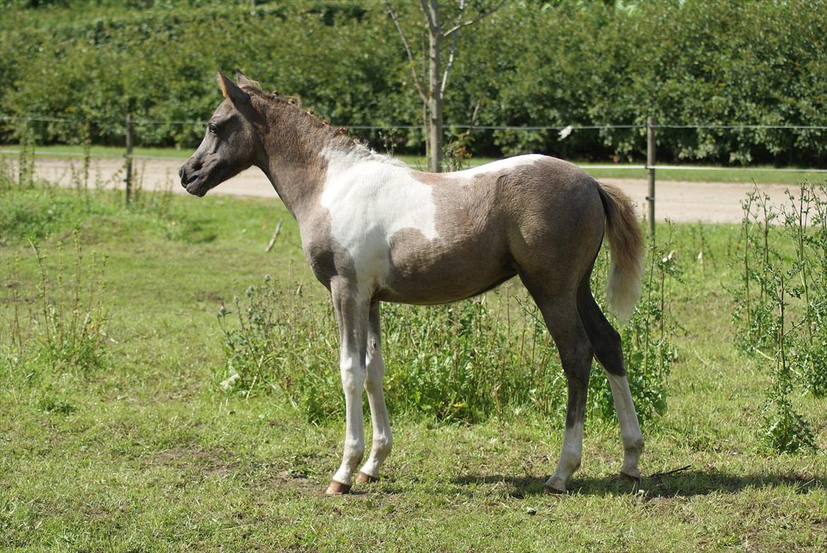 Pinto Extassie Vildal *SOLGT* - Extassie 2 mdr. gammel - fin og flettet. billede 11