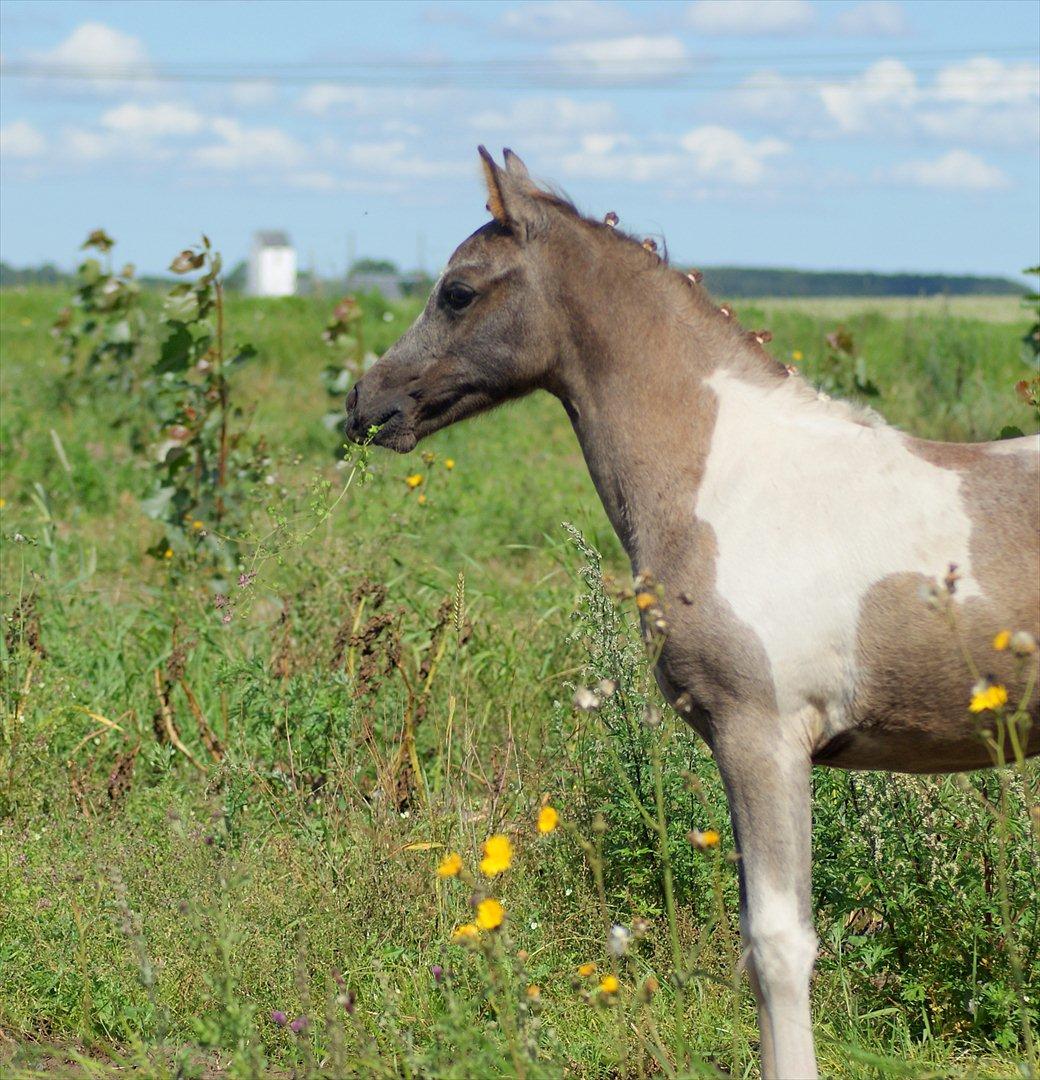 Pinto Extassie Vildal *SOLGT* - Extassie 2 mdr. gammel - fin og flettet. billede 9
