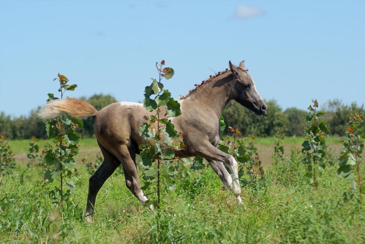 Pinto Extassie Vildal *SOLGT* - Extassie 2 mdr. gammel - fin og flettet. billede 10