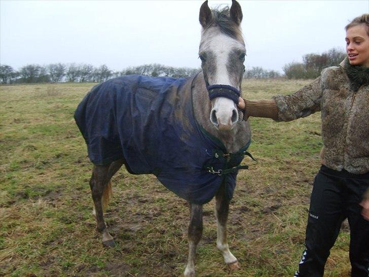 Arabisk fuldblod (OX) Picasso - (Solgt) - også 3 år. salgs billeder :/ billede 7