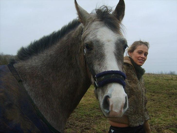 Arabisk fuldblod (OX) Picasso - (Solgt) billede 8