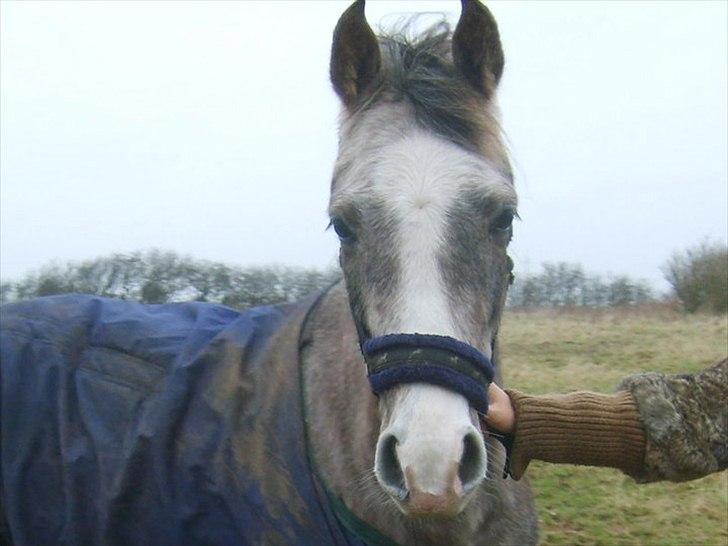 Arabisk fuldblod (OX) Picasso - (Solgt) - der er han 3 år.  billede 6