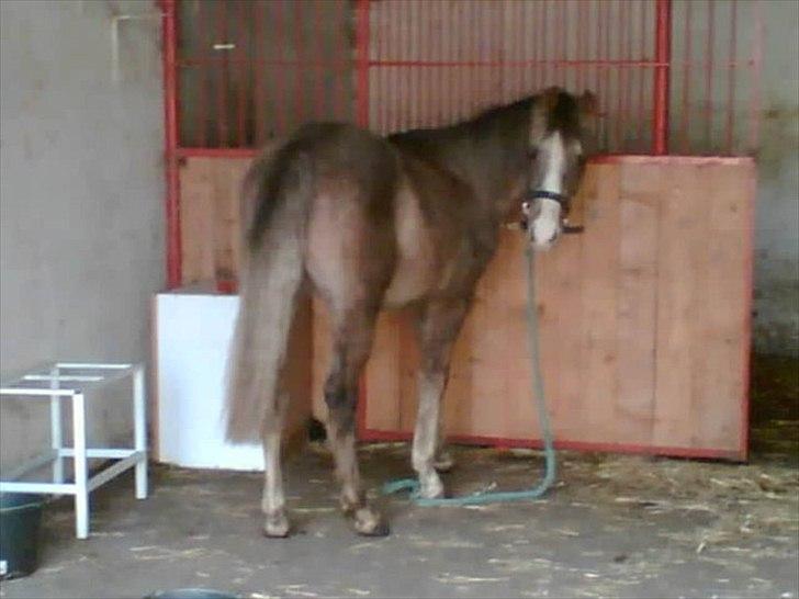 Arabisk fuldblod (OX) Picasso - (Solgt) billede 9