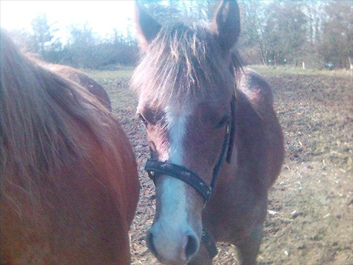 Arabisk fuldblod (OX) Picasso - (Solgt) billede 10