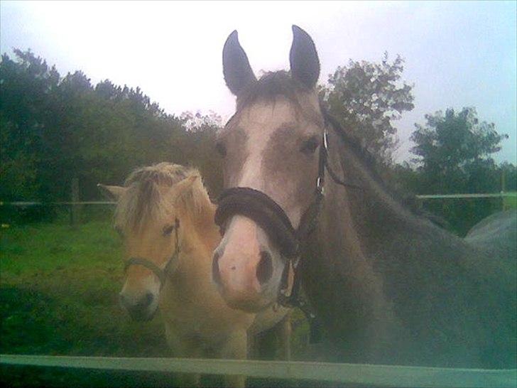 Arabisk fuldblod (OX) Picasso - (Solgt) - næsten 3 år. billede 11