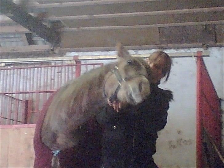 Arabisk fuldblod (OX) Picasso - (Solgt) billede 12