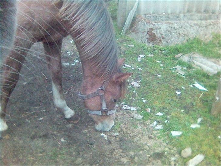 Arabisk fuldblod (OX) Picasso - (Solgt) billede 13