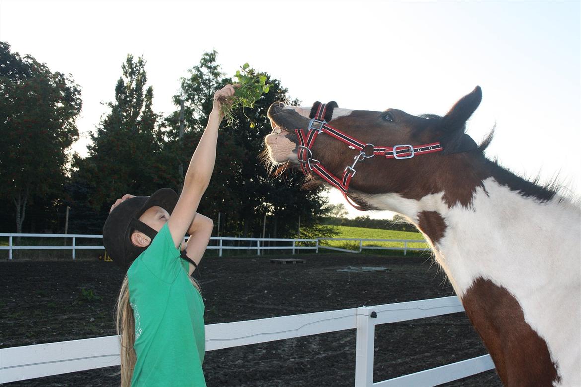 Tinker / Irish Cob Romoses Paprika - Smile billede 4