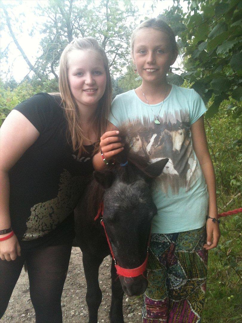 Shetlænder Thomsen - Mig og min veninnde!<3 billede 15