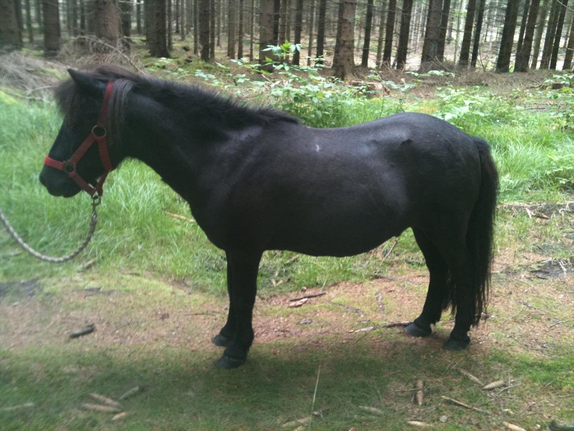 Shetlænder Thomsen billede 16