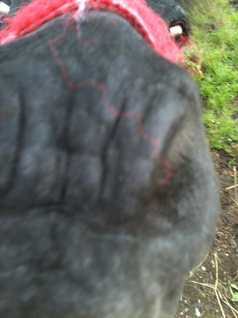 Shetlænder Thomsen billede 17