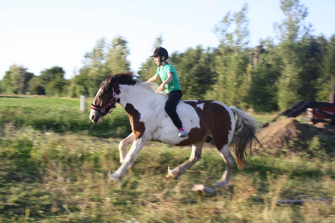 Tinker / Irish Cob Romoses Paprika - Rider galop KUN med grime og ridehjelm. billede 3