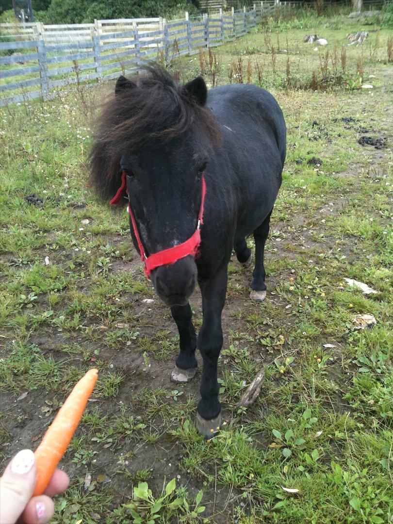 Shetlænder Thomsen billede 18