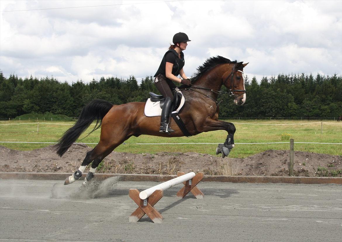 Dansk Varmblod Dominant billede 15