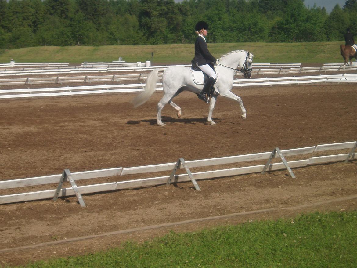 Welsh Pony (sec B) Schiwago billede 8