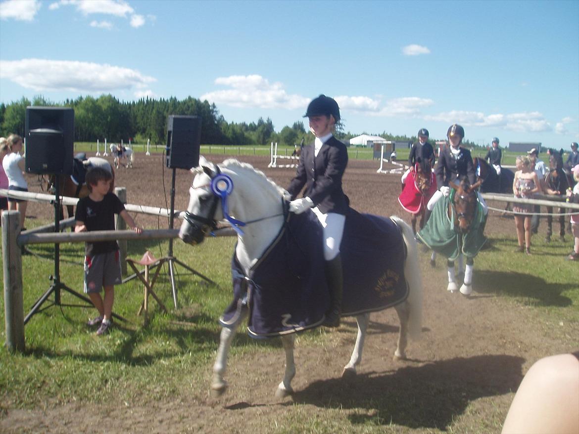 Welsh Pony (sec B) Schiwago billede 11