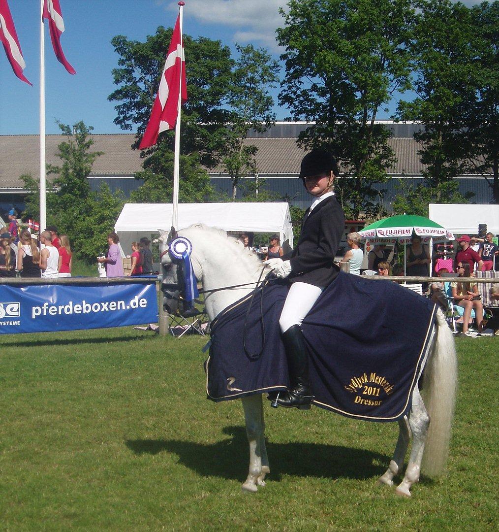 Welsh Pony (sec B) Schiwago billede 14