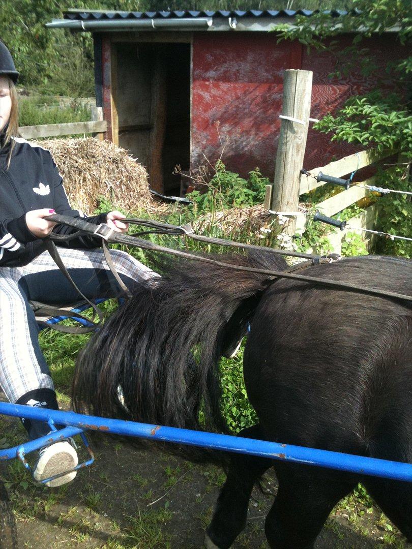 Shetlænder Thomsen - Sulky tur<3 billede 19