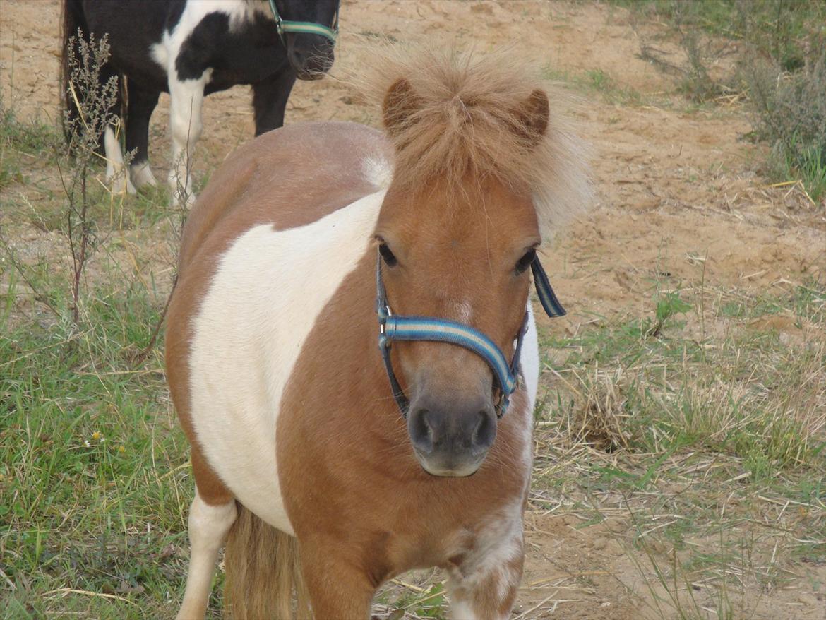Shetlænder Thorsvang´s Tut - min tut

Foto. Mig billede 8