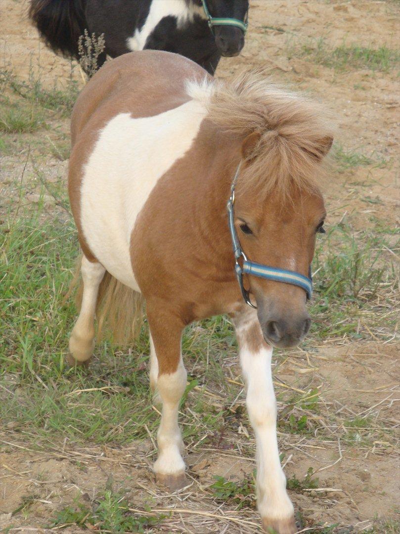 Shetlænder Thorsvang´s Tut - tut er da en smuk pige

Foto. Mig billede 12