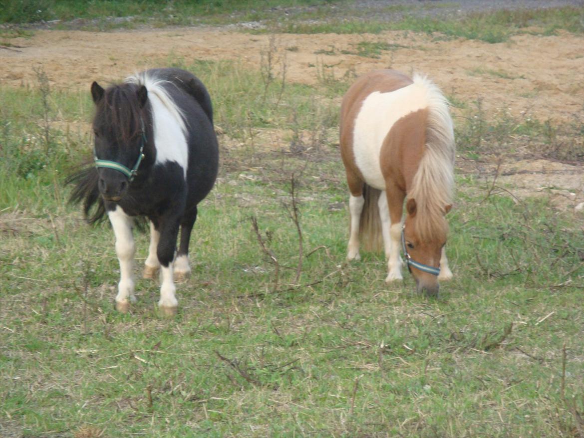 Shetlænder Thorsvang´s Tut - Tut og hendes kæreste Samson   billede 19