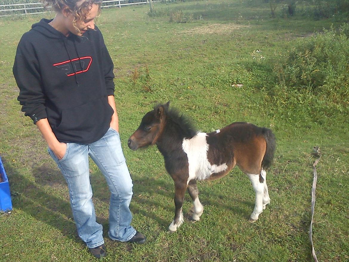 Anden særlig race Coco Chanell - coco ca. 2 uger:) billede 9