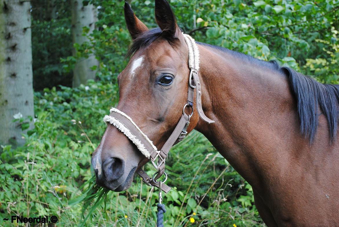 Arabisk fuldblod (OX) Fanema - Velkommen til Fanemas profil.<3
- 14 August 2011. billede 1