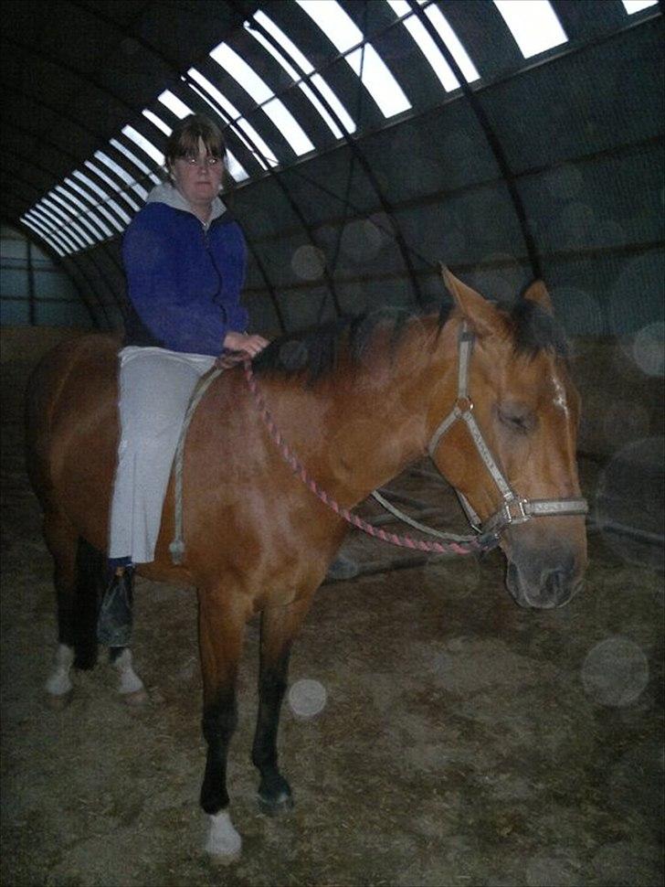 Palomino Charming Miss - Behaving - vi tager lige en slapper. billede 18