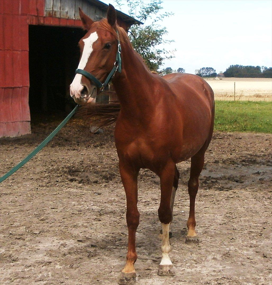 Frederiksborg Pricella billede 7