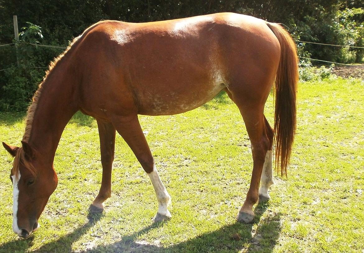 Frederiksborg Pricella billede 13