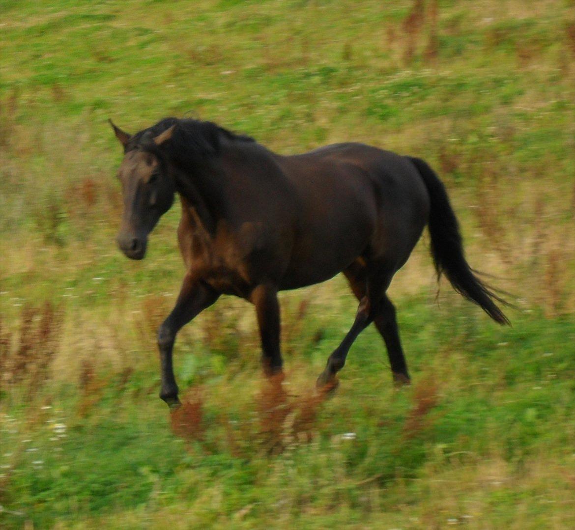 Dansk Varmblod Henlore billede 2