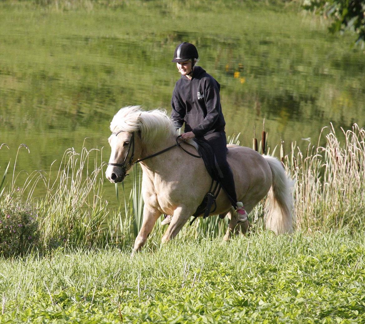 Islænder Ljomi R.I.P. billede 10