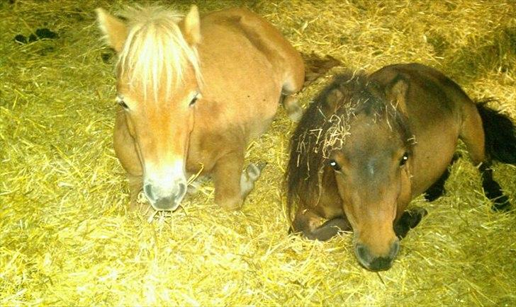 Shetlænder Fanta. - Fanta og lille pigen.. billede 8