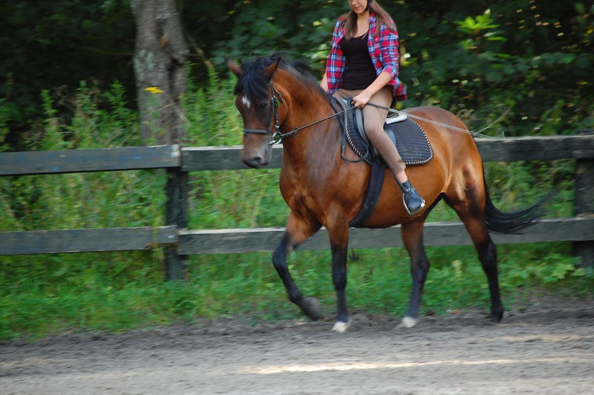 New Forest Moonlight    (rider) - Moon er blevet tyk efter lidt over en måned på sommergræs:)
 billede 8