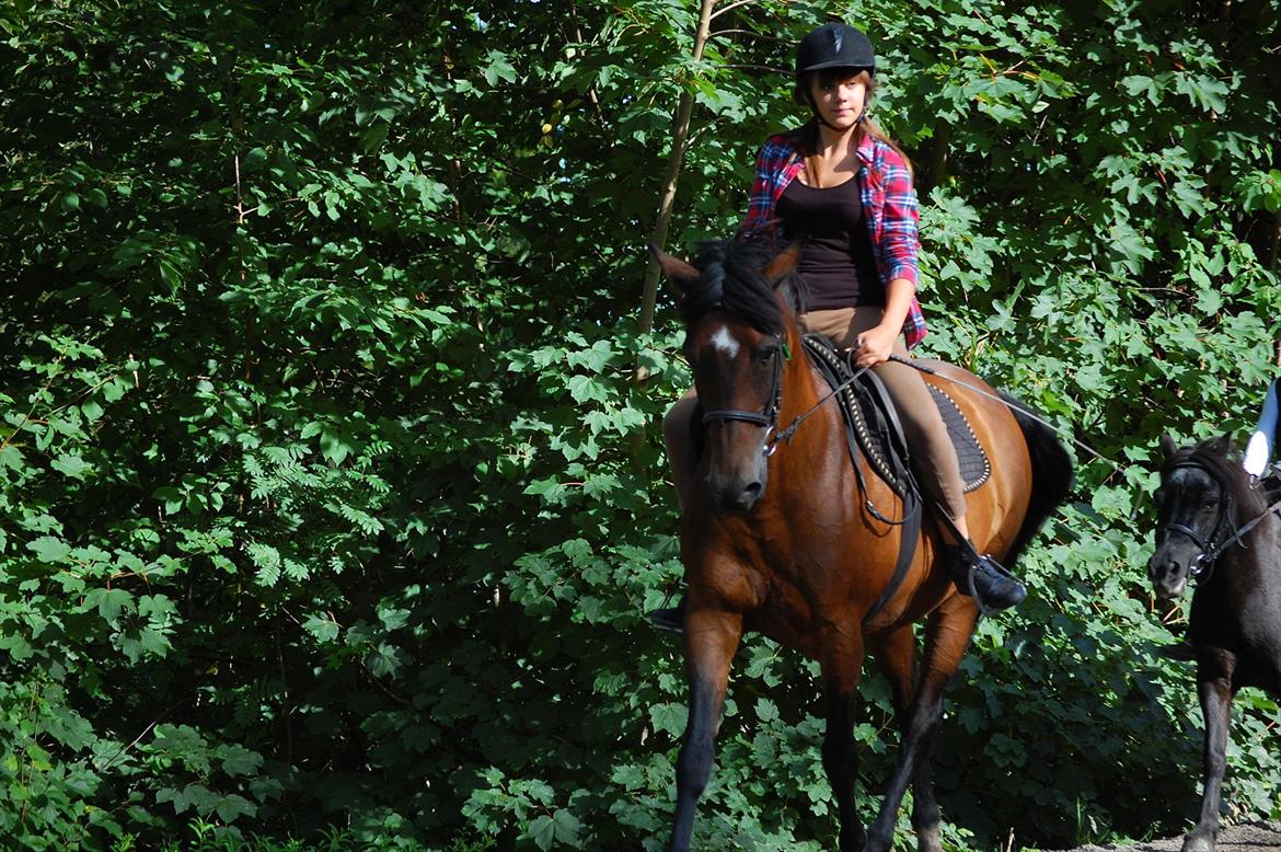 New Forest Moonlight    (rider) - Aww søde og nu tykke Moon<3 billede 9