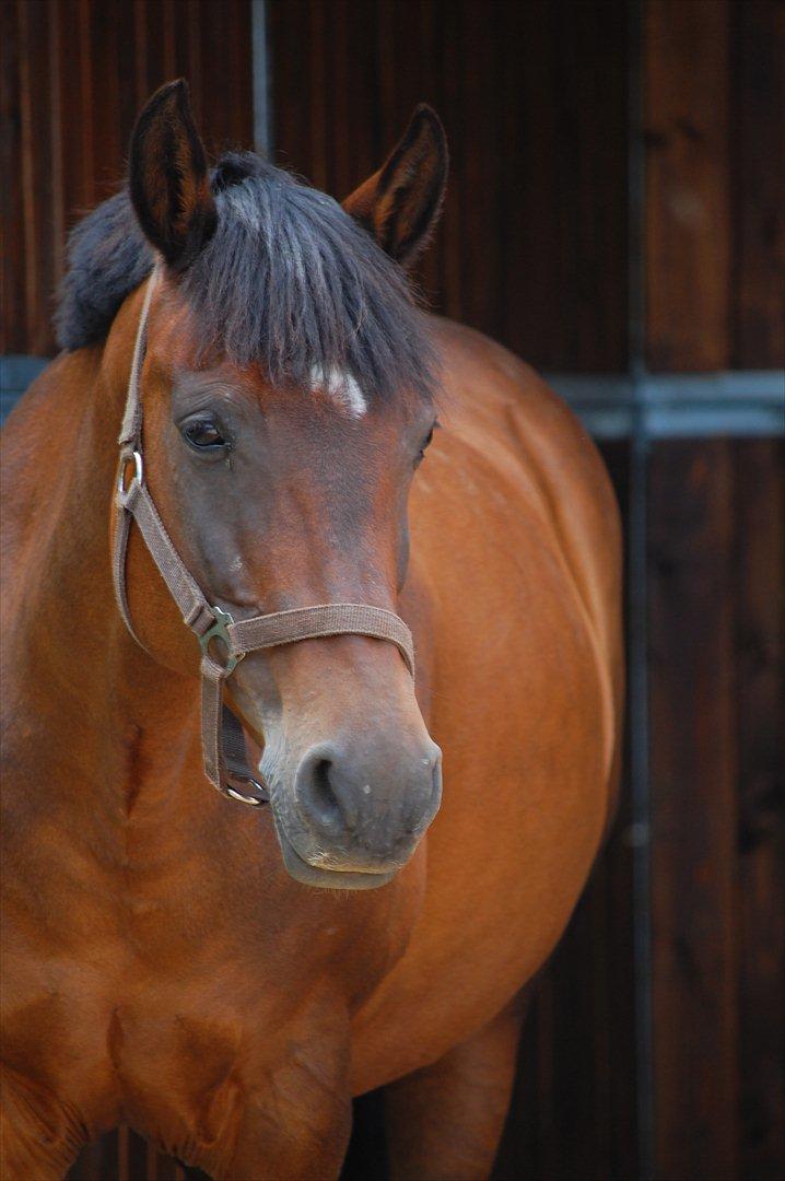 New Forest Moonlight    (rider) - Velkommen til Moon's profil !
søde pony på fold:))
 billede 1