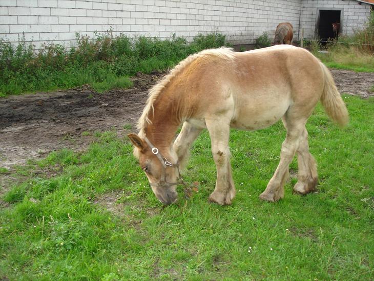 {{currentPhoto.altText}} billede {{currentPhoto.number}}