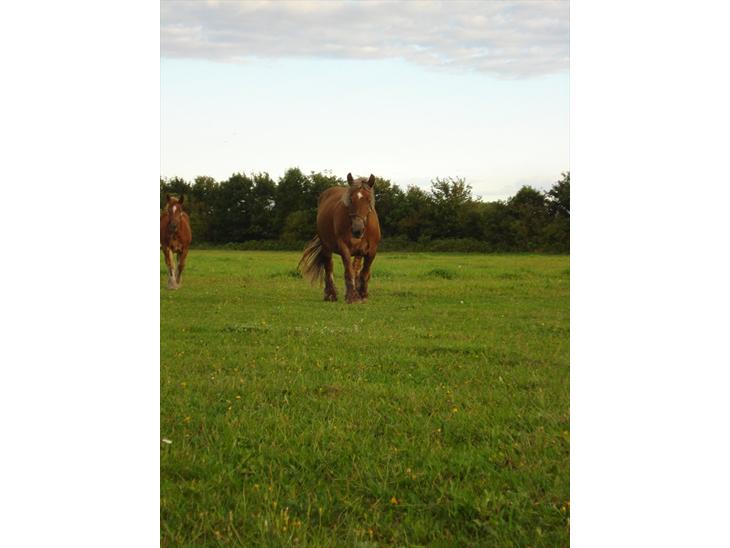 {{currentPhoto.altText}} billede {{currentPhoto.number}}