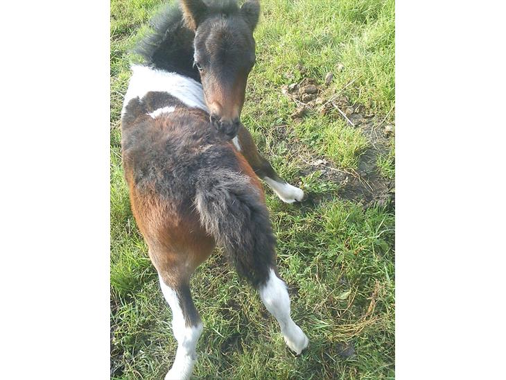 {{currentPhoto.altText}} billede {{currentPhoto.number}}