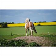 Islænder Lukka fra Birkemosegård