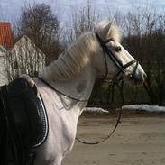 Anden særlig race Skovlys Kashmir