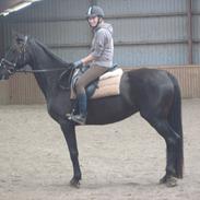 Anden særlig race casey (part)[solgt]