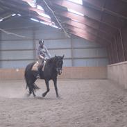 Anden særlig race casey (part)[solgt]