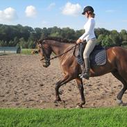 Traver Zulu, Happy day rex. (Tidliger hest)