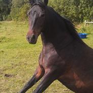 Anden særlig race Super star. <3