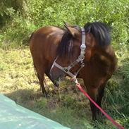 Anden særlig race Bakkelys Lucky Lady<3