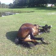 Anden særlig race Bakkelys Lucky Lady<3