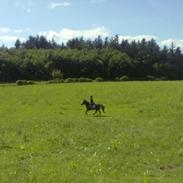 Anden særlig race Bakkelys Lucky Lady<3