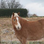 Haflinger Monie